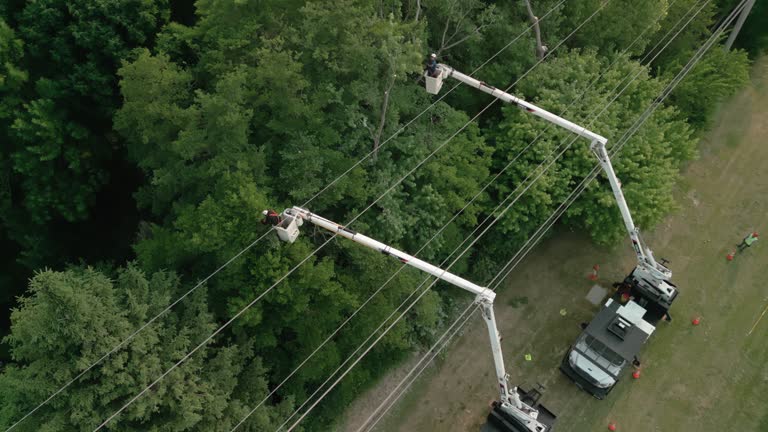 Topton, PA Tree Removal Company